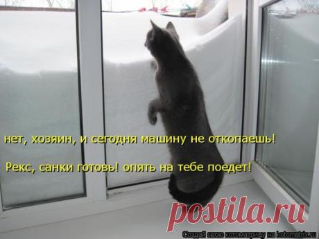 Лучшие котоматрицы недели / Питомцы