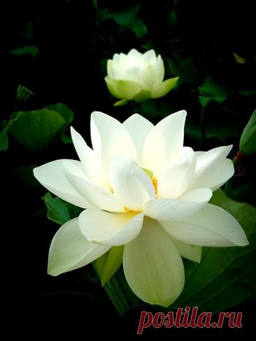 Пин на доске Hoa Sen Trắng