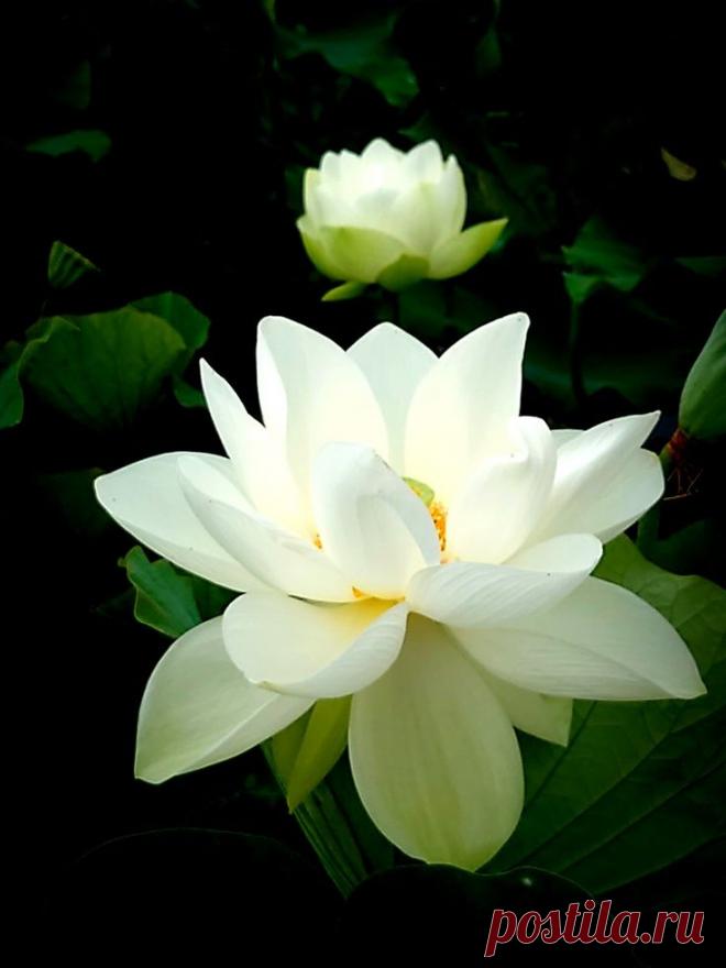 Пин на доске Hoa Sen Trắng