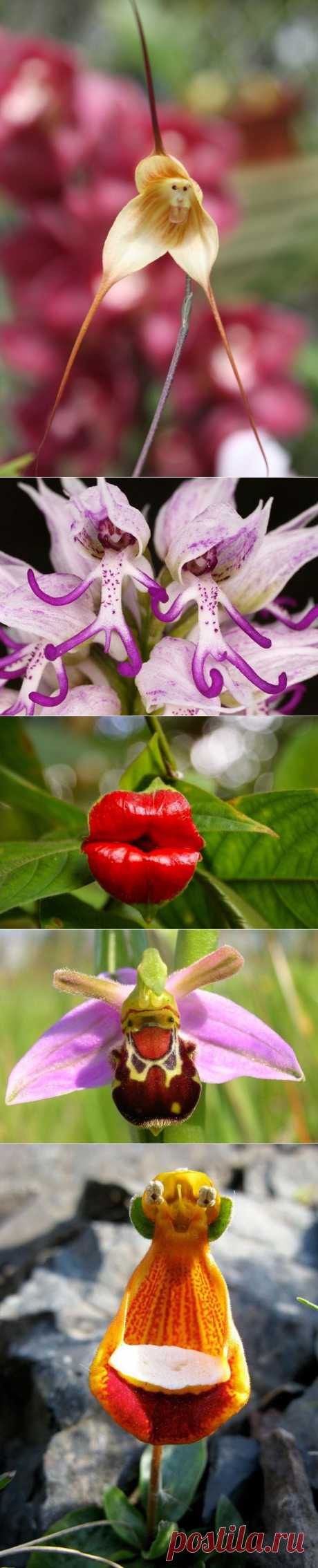 18 цветов, которые выглядят как нечто иное