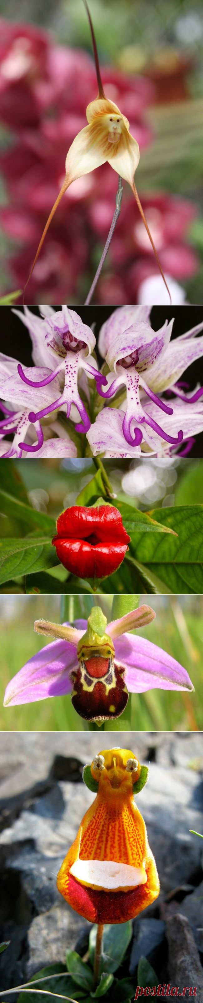 18 цветов, которые выглядят как нечто иное