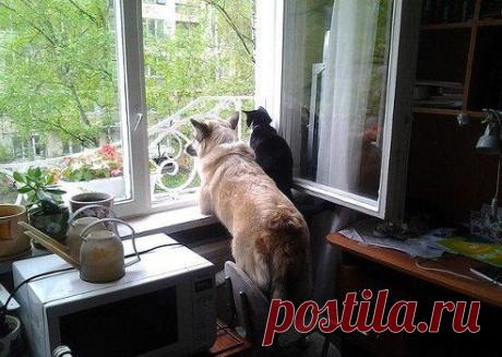 Жемчужные мысли™. Добавлена фотография в альбом "Эти удивительные животные"