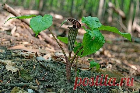 Тенелюбивые многолетники: ари­зе­ма | 6 соток