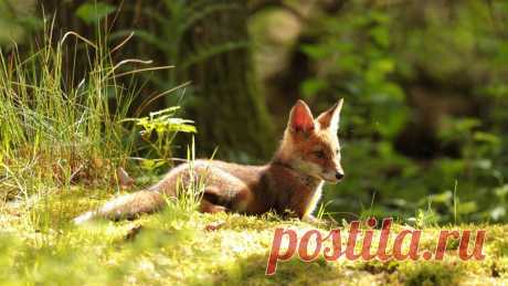 Скачать обои ID 2642118 - Desktop Nexus Animals