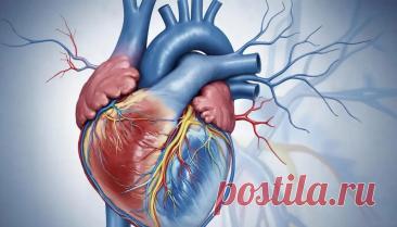 Особенности работы сердца и как поддерживать его здоровье
