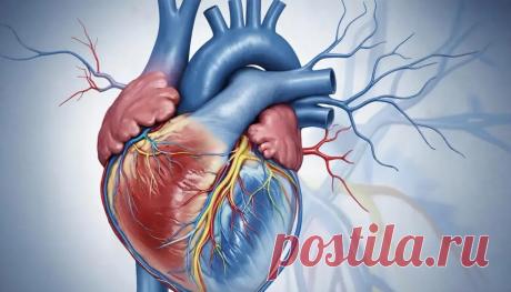 Особенности работы сердца и как поддерживать его здоровье