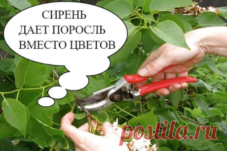 "СИРЕНЬ ВМЕСТО ЦВЕТОВ ДАЕТ ПОРОСЛЬ" 

Сирень – кустарник, склонный к разрастанию при появлении неблагоприятных факторов. Корневая система растения способна распространяться на значительные расстояния, выпуская молодые побеги.

Сегодня ответим на вопрос подписчицы
"Почему сирень дает много поросли вместо цветения и как от нее избавиться?" 
Существуют разные способы, как это сделать, каждый садовод может выбрать для себя наиболее удобный вариант. А мы сейчас приведем несколь...
