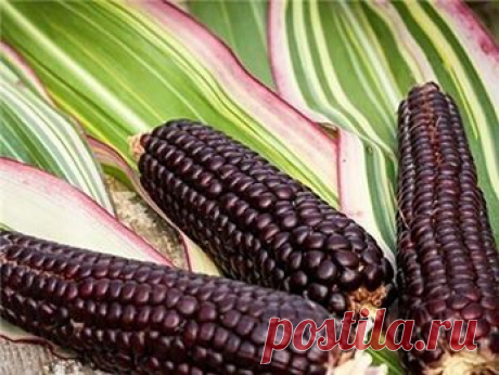 Кукуруза сорт ЯПОНИКА пёстролистная - 20 семян - 10 грн. - уникальная!  Цветы и Растения - Публикации