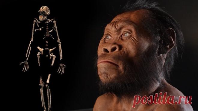 Homo naledi — загадочное звено человеческой эволюции | Наука и технологии
