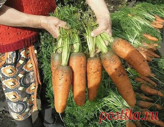 Я морковь сею следующим образом 
 
Морковь любит глубоко возделанную плодородную почву. Не прореживаю, почти. Поступаю следующим образом: 
 
За 10-12 дней до посева семена моркови завязываем в тряпочку ( посвободнее). 
Закапываем во влажную землю на штык лопаты ( важно!). В течение этого срока из семян выветриваются эфирные масла, которые мешают семенам прорасти. По истечении указанного срока откапываем узелки с семенами из земли. Семена будут уже набухшие, крупные, почти ...