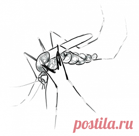 Малярия лихорадка Медицина Здоровье - Журнал полезных советов Малярия возбудитель, малярийный плазмодий; о заболевании, симптомы и лечение; тропическую малярию что вызывает, типы лихорадки, передача