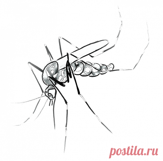 Малярия лихорадка Медицина Здоровье - Журнал полезных советов Малярия возбудитель, малярийный плазмодий; о заболевании, симптомы и лечение; тропическую малярию что вызывает, типы лихорадки, передача