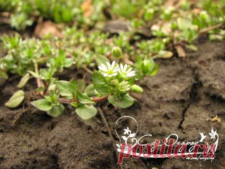 &quot;МОКРИЦА&quot; сорняк, огородный доктор и кулинарный изыск ?