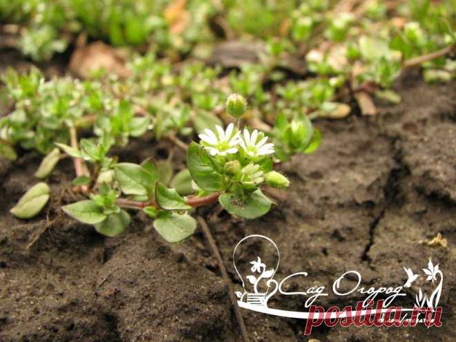 "МОКРИЦА" сорняк, огородный доктор и кулинарный изыск ?