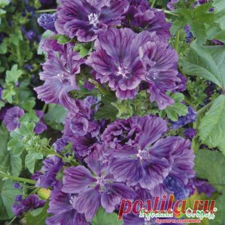 Семена. Цветы. Мальва "Зебрина" (0,2 г) в г. Фрязино . Цена 22,00 руб. | Семена