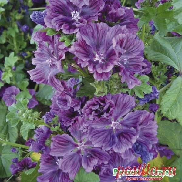 Семена. Цветы. Мальва 