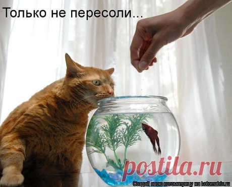 Кэт-повар