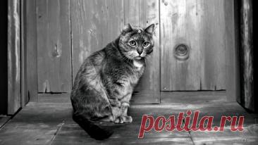 Последнее прощение - OGADANIE.RU