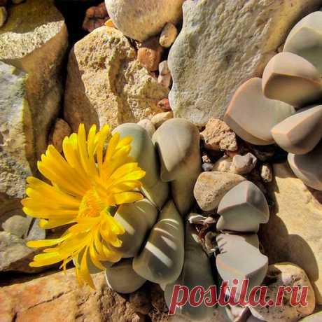 Комнатное растение Лапидария (Lapidaria). Родина лапидарий - каменистые пустыни Намибии. Наряду с литопсами, лапидария является еще одним представителем так называемых &quot;живых камней&quot; (лат. lapis, lapidis - &quot;камень&quot;). Род включает единственный вид - лапидарию Маргареты (L.margarethae). Осенью над похожими на обтесанные камешки листочками появляются  крупные желтые цветки. После цветения появляется пара новых листьев. Растение не поливают, пока старая пара листьев не засохнет.