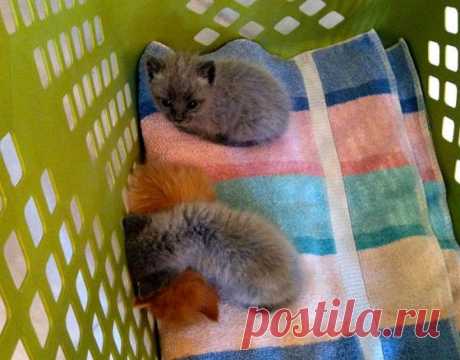 Blue Kitten Found at Abandoned House is Given a Real Home - Love Meow