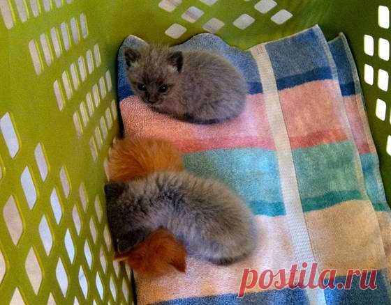 Blue Kitten Found at Abandoned House is Given a Real Home - Love Meow