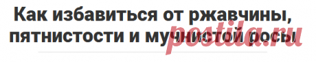 Как избавиться от ржавчины, пятнистости и мучнистой росы