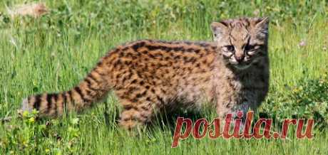 20 видов кошек, о которых вы ничего не знали раньше