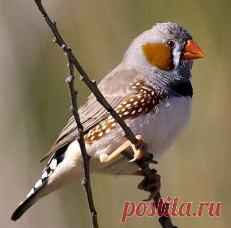 ЗЕБРОВАЯ АМАДИНА