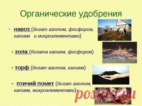 ОРГАНИЧЕСКИЕ ПОДКОРМКИ!!!
-------------------------------------------------------------------------------------------
Чтобы не потерять совет , жмите  поделиться.
-------------------------------------------------------------------------------------------
Зольная подкормка 
Еще один популярный у сторонников природного земледелия вид подкормки. 
Древесная или соломенная зола в органическом земледелии считается одним 
из лучших источников калия и фосфора, соответственно подкормка зольным 
настоем р