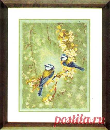 Лазоревки на цветущем дереве.