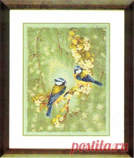 Лазоревки на цветущем дереве.