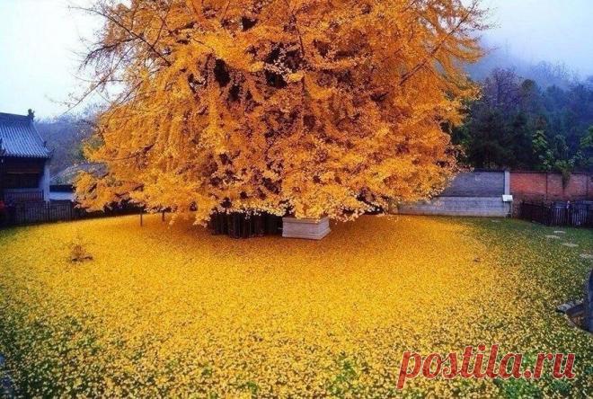 Золотое дерево гинкго, Китай