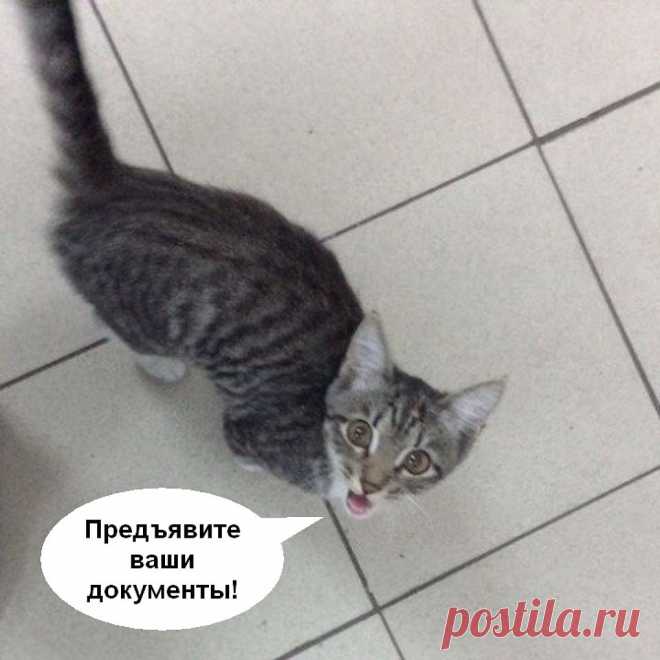 Котенок сам обратился в полицию, чтобы ему разыскали хозяев...