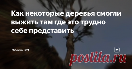 Как некоторые деревья смогли выжить там где это трудно себе представить