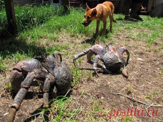 Знакомьтесь, Пальмовый вор