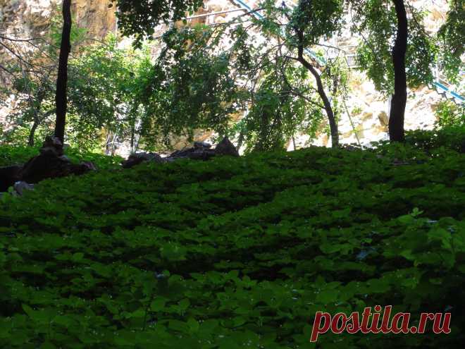 Густые,зелёные заросли цветут словно маленькими огоньками свечей,ярко жёлтого оттенка...Местами высота этих цветов выше колена...