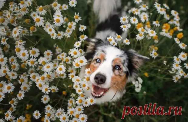 Лекарственные растения для животных: аптечка на все случаи - Квартира, дом, дача - Медиаплатформа МирТесен