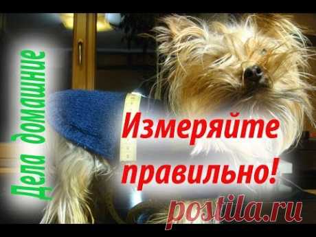Основные ошибки,допускаемые при снятии мерок с собаки.