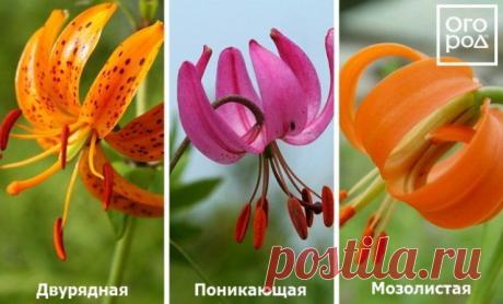 Виды и группы садовых лилий – описание и фото