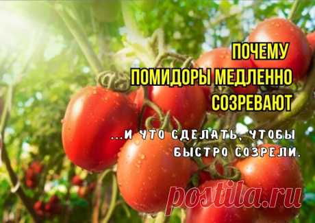 Вот что мешает томатам созревать, почему краснеют медленно: 3 причины от агрономов. И как поторопить томаты, чтобы созревали быстро