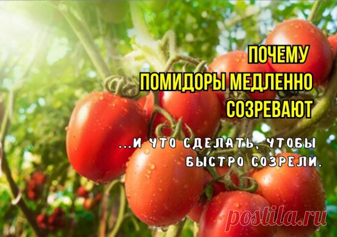 Вот что мешает томатам созревать, почему краснеют медленно: 3 причины от агрономов. И как поторопить томаты, чтобы созревали быстро