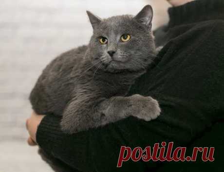 Очаровательный котик-метис британца Грей в добрые руки! Мск и МО – Животные ищут дом, пользователь Юлия Бельская | Группы Мой Мир