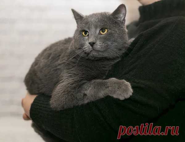Очаровательный котик-метис британца Грей в добрые руки! Мск и МО – Животные ищут дом, пользователь Юлия Бельская | Группы Мой Мир
