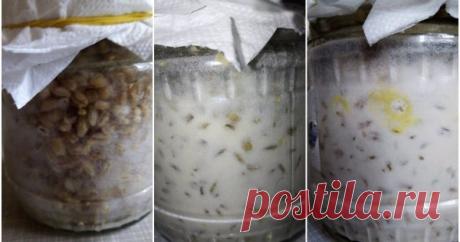 Как вырастить триходерму дома и зачем это нужно Триходерма – верный, а главное, экологически безвредный союзник в борьбе с фитофторозом и многочисленными грибковыми заболеваниями. Но покупать ее для полноценного лечения сада нужно очень много, а это по карману не каждому.