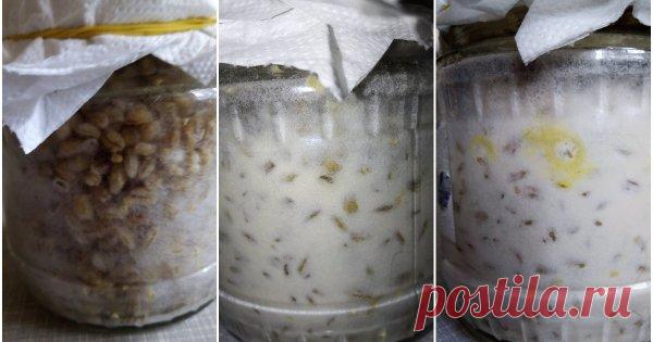 Как вырастить триходерму дома и зачем это нужно Триходерма – верный, а главное, экологически безвредный союзник в борьбе с фитофторозом и многочисленными грибковыми заболеваниями. Но покупать ее для полноценного лечения сада нужно очень много, а это по карману не каждому.