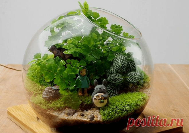 Флорариумы: виды, описание, идеи оформления ~ Planetalsad