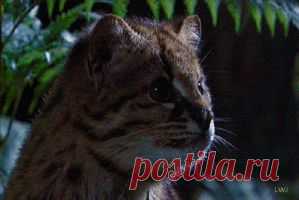 Planet Earth GIFs on Giphy