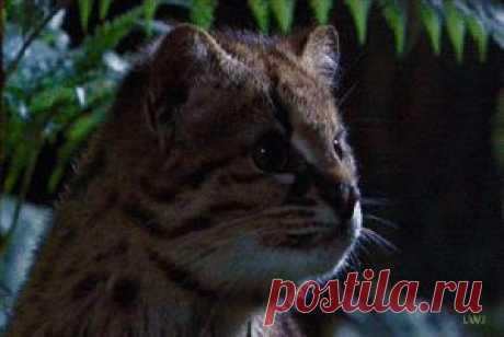 Planet Earth GIFs on Giphy