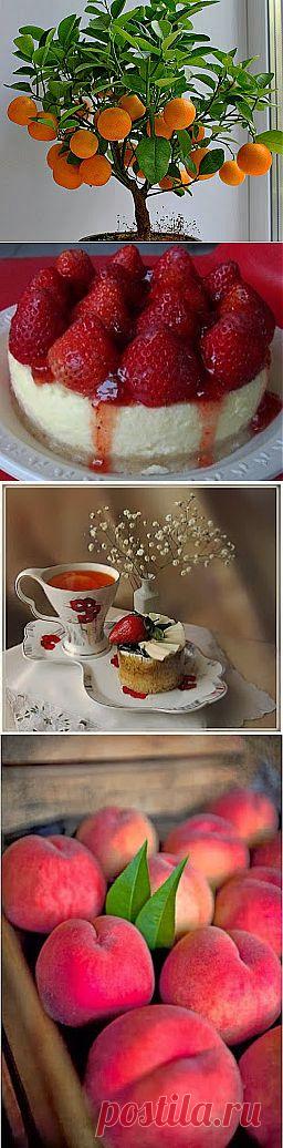 ФРУКТЫ-ОВОЩИ-НАТЮРМОРТЫ