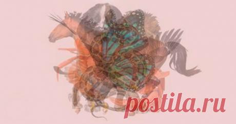 Первое животное, которое вы увидите на этом изображении, откроет скрытые черты вашей личности | Скиталец | Яндекс Дзен